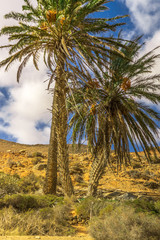 Three palm trees on barren ground in sunshine and blue sky