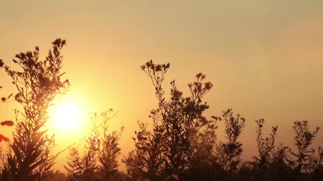 Sun in grass