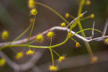 Sundew