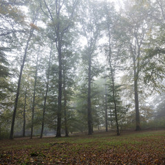Fototapeta na wymiar Wald im Nebel, Rombergpark, Dortmund, Nordrhein-Westfalen, Deutschland, Europa