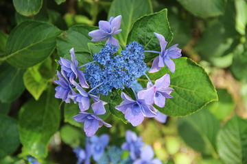 Hydrangea in Japan