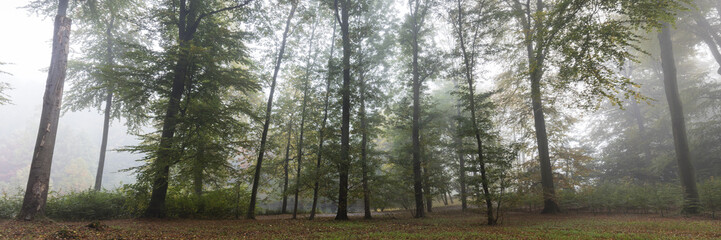 Obraz premium Laubwald im Nebel, Rombergpark, Dortmund, Nordrhein-Westfalen, Deutschland, Europa