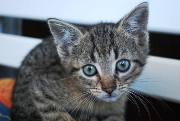 cute little tabby kitten looking in camera - young small cat close up