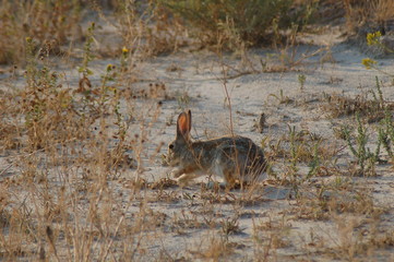 Cottontail