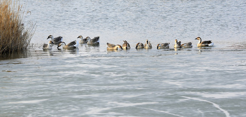 Many geese swim in the water