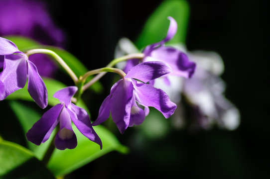 Elegant violet orchids Catleya blossom in garden close up.