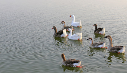 Many geese swim in the water