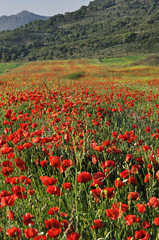 Poppy field in Summer