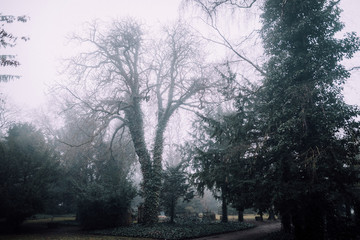 Obraz premium Alter Friedhof in Greifswald im Nebel