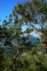 Urwald im Lamington Nationalpark, Australien