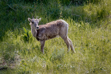 Big Horn Sheep Baby -Yellowstone National Park