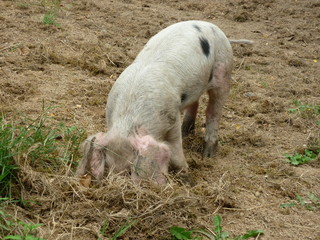 Cochon