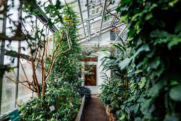 Gewächshäuser des Botanischen Gartens der Universität Greifswald