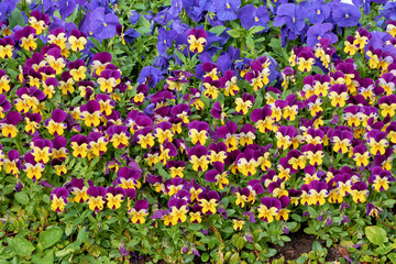 Vielfarbige Stiefm&uuml;tterchen, Viola