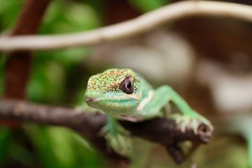 Anolide cubano o apolide notturno o anolis equestri su un ramo