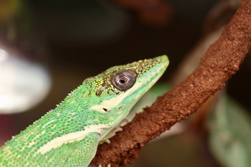 Anolide cubano o apolide notturno o anolis equestri su un ramo