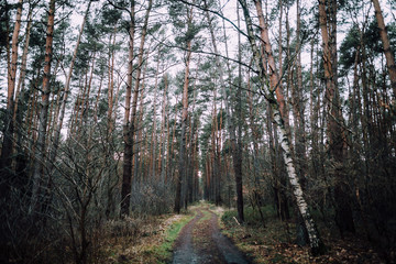 Wald bei Celle in Niedersachsen
