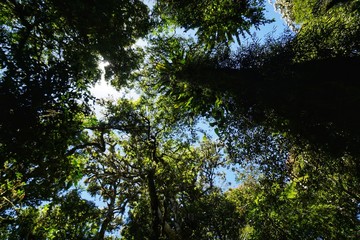 Lamington Nationalpark in Queensland Australien, Urwald