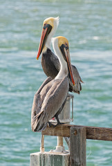 Pelicans Taking Sun Bath