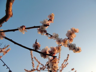 Plum blossoms dyed in the sunset　夕日に染まる梅の花