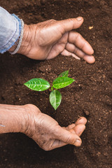 Young sprout in springtime,Closeup.Hands of farmer growing plant a tree natural background,Plant a tree growing plant The soil and seedlings in the old hand