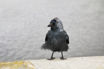 Dohle auf einer Mauer 