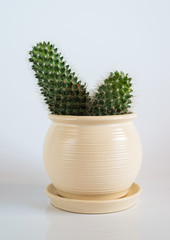 Cactus in white pot on white background.