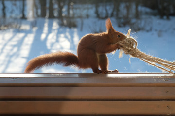 Eichhörnchen sucht Polstermaterial
