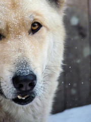 Close-up white village watchdog with overshot fang in winter snow. Winter shot of friendly looking dog with beige fur standing under the beautiful falling snow