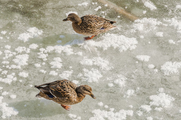 Sankt Moritz, Stockente, Eis, Eisfläche, See, Bergsee, St. Moritzersee, Alpen, Graubünden, Winter, Schweiz