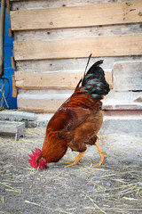 Hahn und Hühner in artgerechter Haltung 