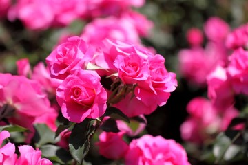薔薇（うらら）