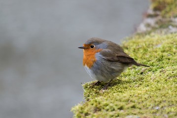 European robin sitting on a mossy wall in winter