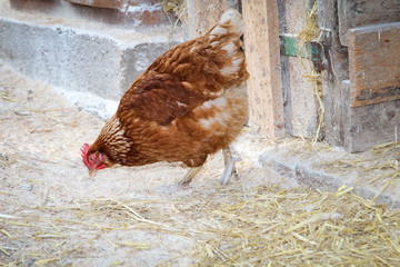 Hahn und Hühner in artgerechter Haltung 