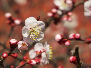 境内の梅の花