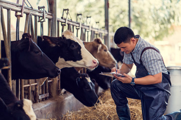 Farmers are recording details of each cow on the farm. © torwaiphoto