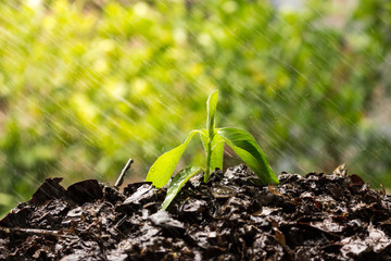 Concept rain helps to restore forest life, rainy season, soil and trees.