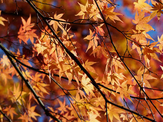 colorful of leaves in the autumn , Nikko , Japan