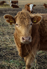 Kuh, K&uuml;he, Rinder auf der Weide 