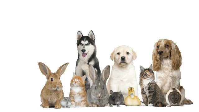 pets on white background