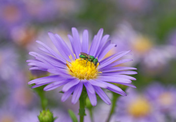 insect and purple flower in garden