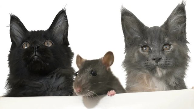 two cat and mouse peeking out