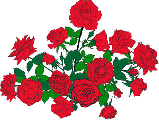 sketch of red roses lush bunch isolated on white