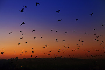 Obraz premium birds in the evening sky