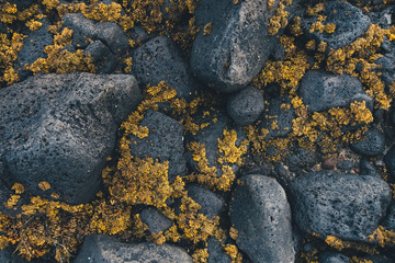 Natural Pattern