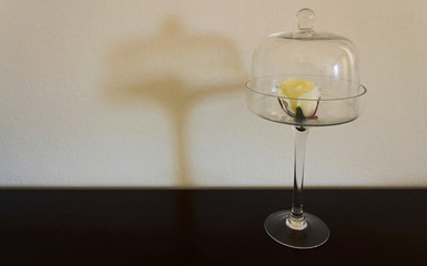 white rose isolated
