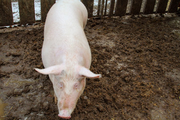 Schwein, Schweine in artgerechter Haltung 