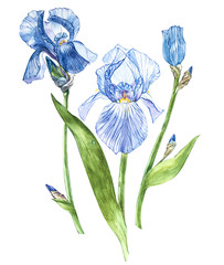 Flowers of Iris. Watercolor hand drawn botanical illustration of flowers isolated on a white background.