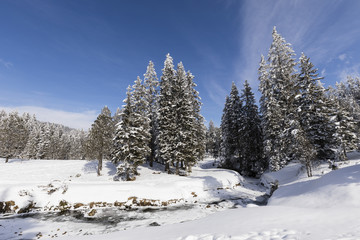 Fototapeta na wymiar Frozen creek with snowy fir trees on a beautiful winter day in Switzerland
