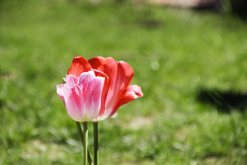 tulipes printemps 2016